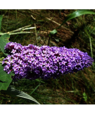Budleja 'Purple Prince' podiņā P9/C1