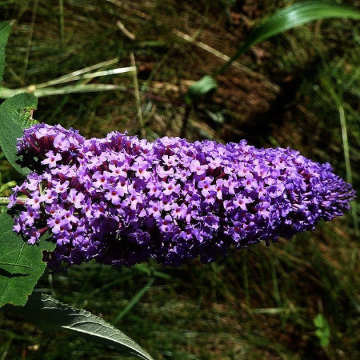Budleja 'Purple Prince' podiņā P9/C1