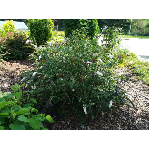 Dovydo budlėja 'White Bouquet' P9/C1