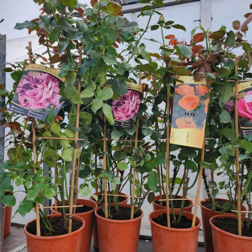 Lielziedu roze 'Sika' 4L pods