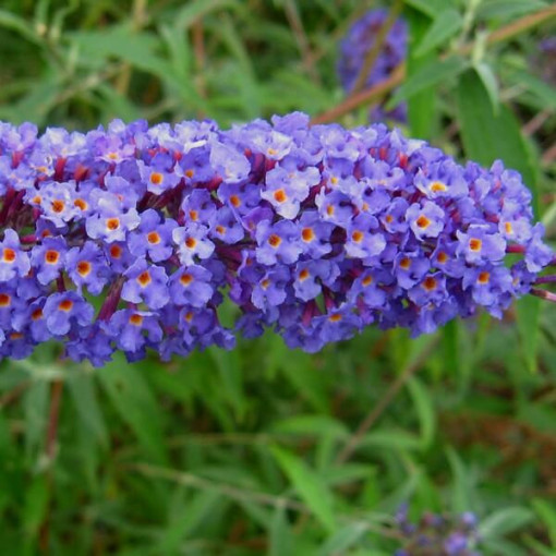 Dāvida budleja (Buddleja davidii) 'Nanho Blue' podiņā P9/C1
