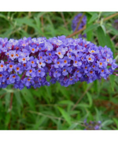 Dāvida budleja (Buddleja davidii) 'Nanho Blue' podiņā P9/C1