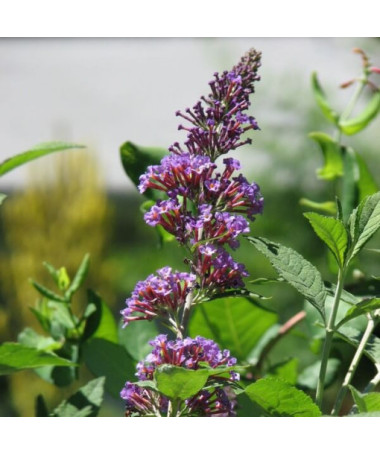 Dāvida budleja (Buddleja davidii) 'Nanho Blue' podiņā P9/C1