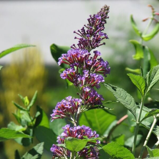 Dāvida budleja (Buddleja davidii) 'Nanho Blue' podiņā P9/C1