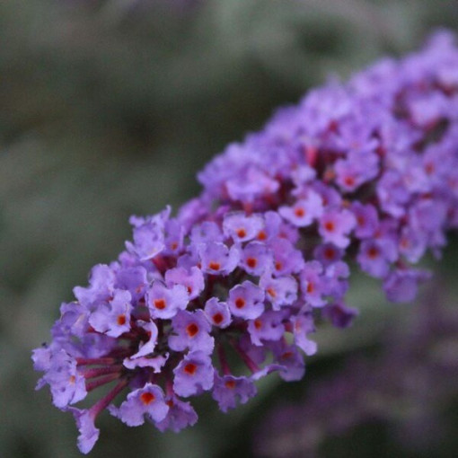 Dāvida budleja (Buddleja davidii) 'Nanho Blue' podiņā P9/C1