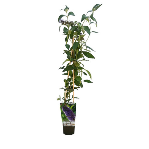 Dāvida budleja (Buddleja davidii) 'Nanho Blue' podiņā P9/C1