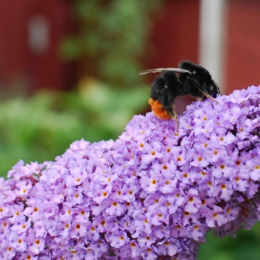 Dāvida budleja (Buddleja davidii) 'Lochinch' podiņā P9/C1