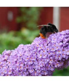 Dāvida budleja (Buddleja davidii) 'Lochinch' podiņā P9/C1