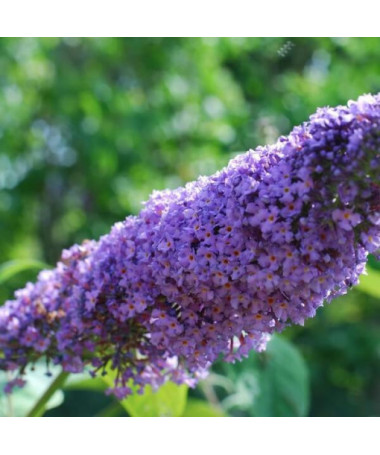 Dāvida budleja (Buddleja davidii) 'Lochinch' podiņā P9/C1
