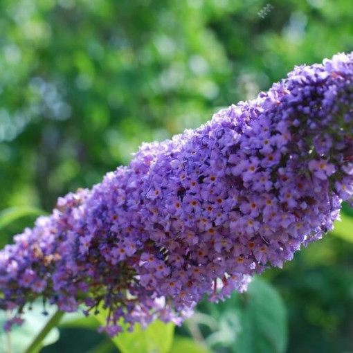 Dāvida budleja (Buddleja davidii) 'Lochinch' podiņā P9/C1