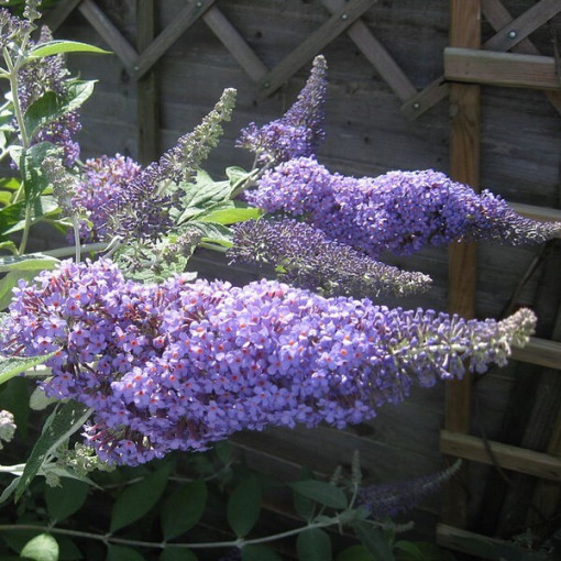 Dāvida budleja (Buddleja davidii) 'Lochinch' podiņā P9/C1