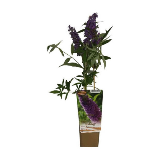 Dāvida budleja (Buddleja davidii) 'Lochinch' podiņā P9/C1
