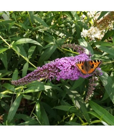 Dovydo budlėja 'Ile de France' 2L vazonas