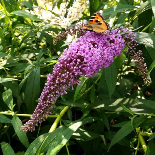 Dāvida budleja (Buddleja davidii) 'Ile de France' podiņā P9/C1