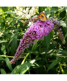 Dāvida budleja (Buddleja davidii) 'Ile de France' podiņā P9/C1