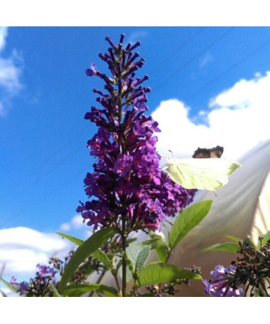 Dāvida budleja (Buddleja davidii) 'Ile de France' podiņā P9/C1