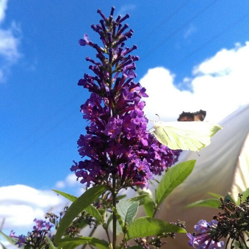 Dāvida budleja (Buddleja davidii) 'Ile de France' podiņā P9/C1