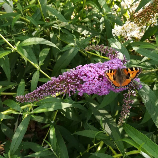 Dāvida budleja (Buddleja davidii) 'Ile de France' podiņā P9/C1