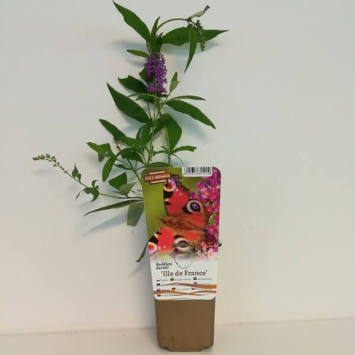 Dāvida budleja (Buddleja davidii) 'Ile de France' podiņā P9/C1