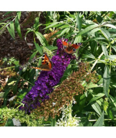 Dovydo budlėja 'Black Knight' 2L vazonas