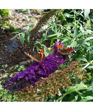 Dovydo budlėja 'Black Knight' 2L vazonas