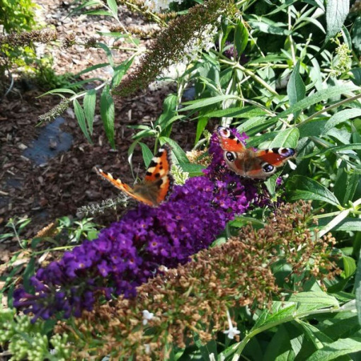 Dovydo budlėja 'Black Knight' 2L vazonas