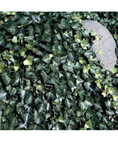 Ieva 'Thorndale' P9/C1