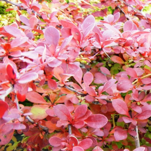 Tunberga bārbele 'Red Carpet' P9/C1