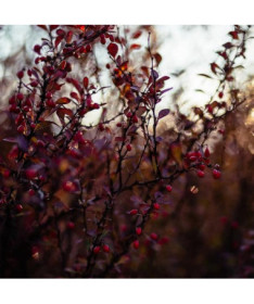 Tunberga bārbele 'Dart's Red Lady' P9/C1