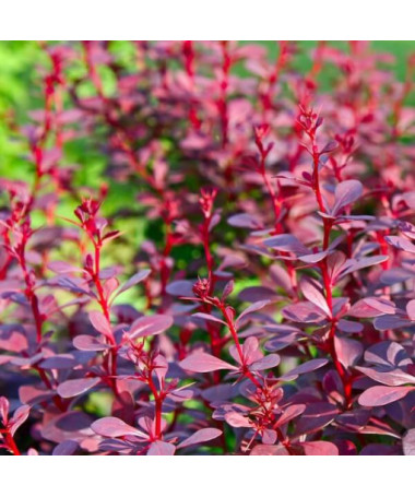 Tunberga bārbele 'Atropurpurea Nana' P9/C1