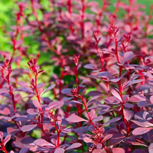 Tunberga bārbele 'Atropurpurea Nana' P9/C1