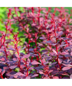 Tunberga bārbele 'Atropurpurea Nana' P9/C1
