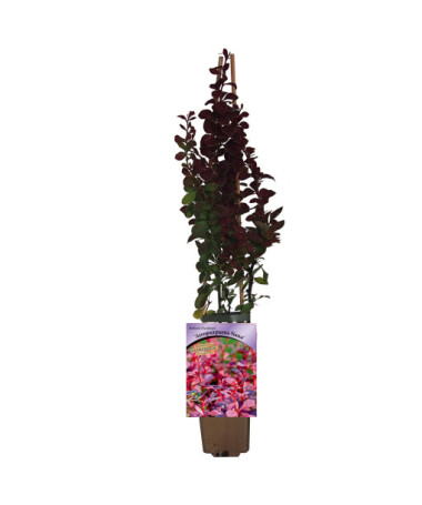 Tunberga bārbele 'Atropurpurea Nana' P9/C1