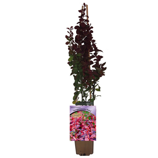 Tunberga bārbele 'Atropurpurea Nana' P9/C1
