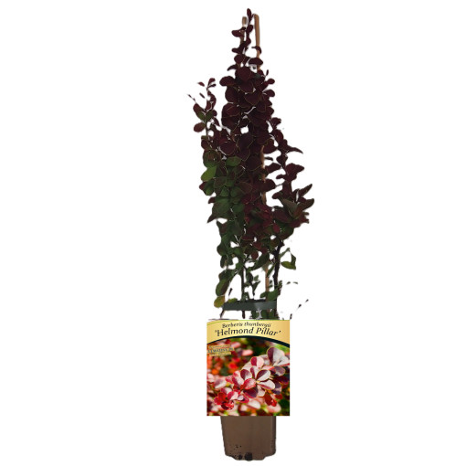 Tunberga bārbele 'Helmond Pillar' P9/C1