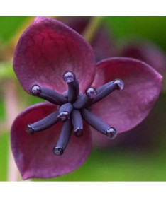 Pieclapu akēbija (Akebia quinata) P9/C1