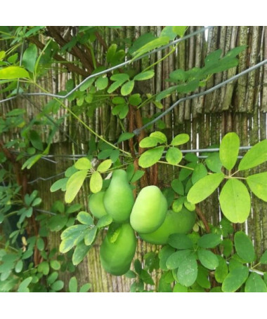 Pieclapu akēbija (Akebia quinata) P9/C1