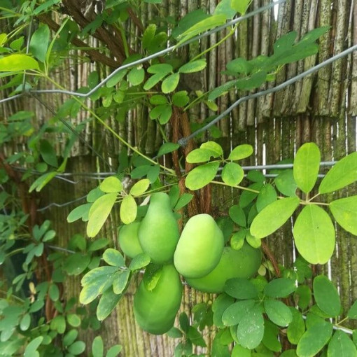 Pieclapu akēbija (Akebia quinata) P9/C1