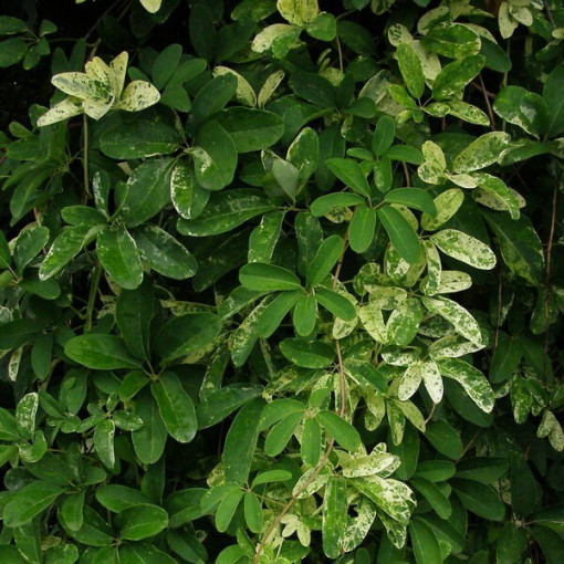 Pieclapu akēbija (Akebia quinata) P9/C1