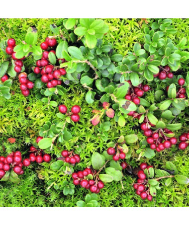 Dzērvene 'Pilgrim' BEZDZĪĻU P9/C1