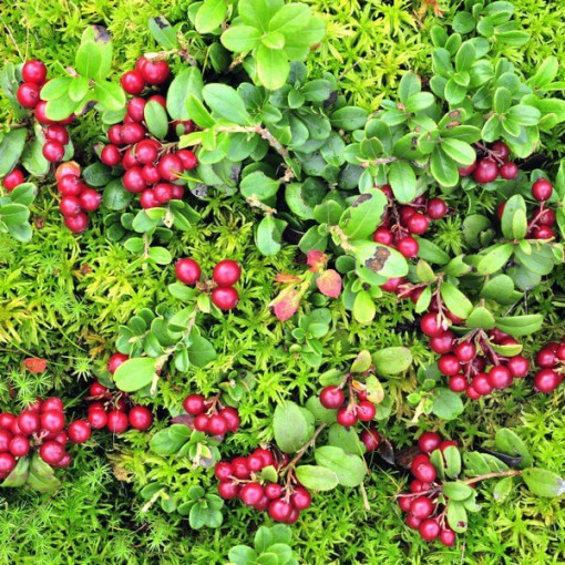 Dzērvene 'Pilgrim' BEZDZĪĻU P9/C1