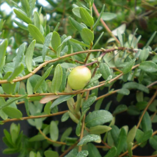 Dzērvene 'Pilgrim' BEZDZĪĻU P9/C1