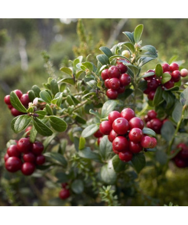 Dzērvene 'Howes' P9/C1