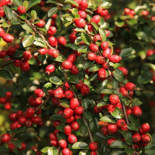 Dzērvene 'Howes' P9/C1