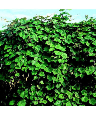 Aromātiskā krasta vīnoga (Vitis riparia) P9/C1