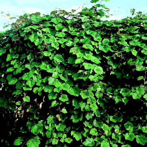 Aromātiskā krasta vīnoga (Vitis riparia) P9/C1