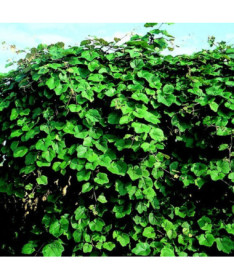 Aromātiskā krasta vīnoga (Vitis riparia) P9/C1