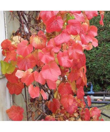 Aromātiskā krasta vīnoga (Vitis riparia) P9/C1