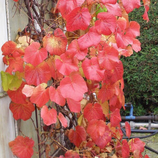 Aromātiskā krasta vīnoga (Vitis riparia) P9/C1