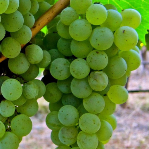 Vīnoga 'Syriusz' P9/C1